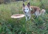 pilz.jpg