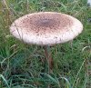 pilz2.jpg