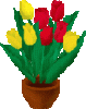 Tulpen.gif