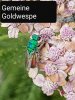 Goldwespe2.jpg