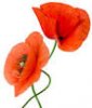 Mohnblumen.jpg