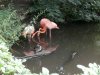 Flamingos.jpg