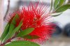 rotcallistemon.jpg