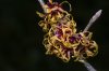 20250214_hamamelis_zaubernuss.jpg