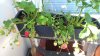 IMG_20250513_144108~2.jpg