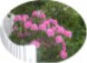 web. rosa rhododendron, oval.gif