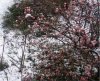 web. pflaume im schnee.jpg