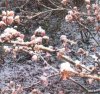web. pflaume im schnee 2.jpg
