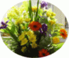 web. blumenstrauÃŸ, mittelgroÃŸ.gif