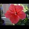 blume, rot.jpg