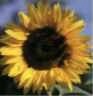 web. sonnenblume aus dem katalog.jpg