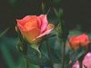 rose4.jpg