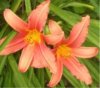web.lilien, zwei, mittelgroÃŸ.jpg