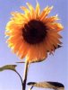web. sonnenblume, groÃŸ.jpg