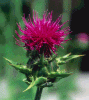 mariendistel.gif