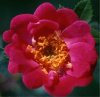 aurora-rose fÃ¼r aurora.jpg