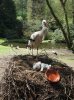 Sörche mit Junge, Vogelp. Walsrode.jpg