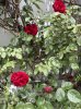 Rote Rosen.jpg