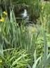 Wasserlielien.jpg