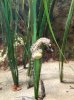 IMG_9429 Seepferd.jpg