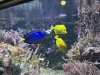 kleine Fische.jpg