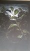 Apfelbaum im Mondlicht5.jpg