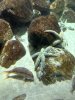 Seesterne im Nordsee Oceanum 1.jpg