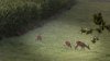 rehe_2.jpg