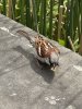 IMG_4723.jpeg