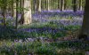 hallerbos.jpg hallerbos.jpg