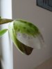 DSC02485.JPG