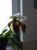 DSC02487.JPG