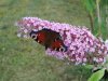 Schmetterling auf Flieder in Farge.jpg Schmetterling auf Flieder in Farge.jpg