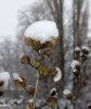 schnee5.jpg