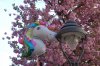 Einhorn Kirschblüte.JPG Einhorn Kirschblüte.JPG