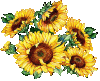 Sonnenblumen.gif