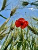 IMG_8056.jpeg