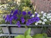 IMG_3004[1]  Petunien blumenkasten 2 B.jpg