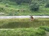 Tiger im Wasser.jpg