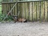 IMG_3367 Hirsch.jpg