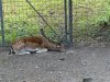 IMG_3368 mir ist es zu warm.jpg