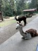 IMG_3361 2 Lamas.jpg