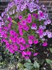 IMG_3641 Petunien 2.jpg
