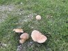 Pilze.jpg