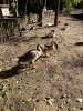 Enten.jpg