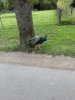 Pfau.jpg