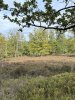 fischbeker Heide.jpg