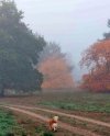 nebel.jpg