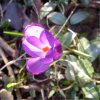 0005 einzelner krokus.jpg