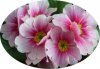 0012 rosa primel.jpg